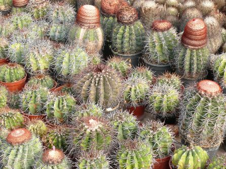 Melocactus